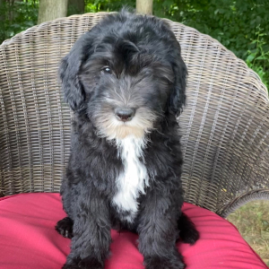 Sheepadoodle Puppy King