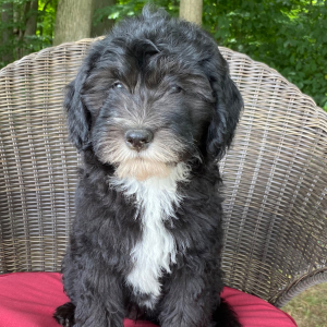 Sheepadoodle Puppy King