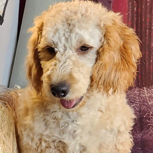Goldendoodle Puppy Iain