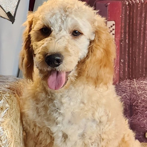 Goldendoodle Puppy Iain