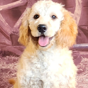 Goldendoodle Puppy Iain