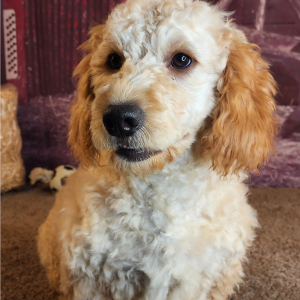 Goldendoodle Puppy Iain