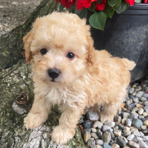 Poodle Puppy Lucas