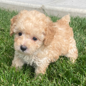 Poodle Puppy Lucas
