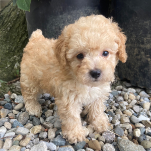 Poodle Puppy Lucas