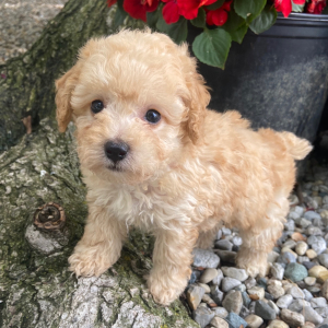 Poodle Puppy Lucas