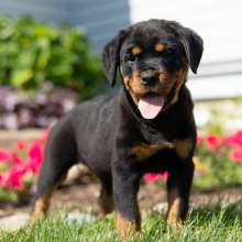 Rottweiler Puppy Elenor