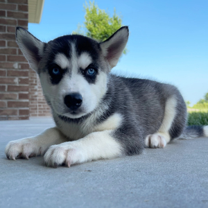 Siberian Husky Puppy Betsy
