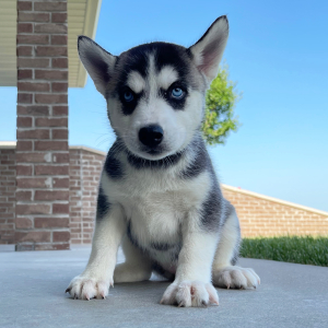 Siberian Husky Puppy Betsy
