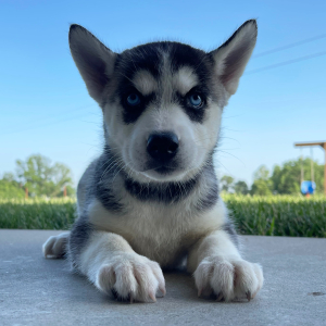 Siberian Husky Puppy Betsy