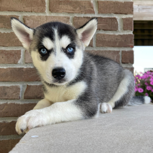 Siberian Husky Puppy Betsy