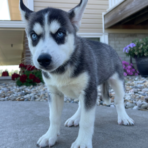 Siberian Husky Puppy Betsy