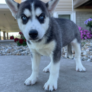 Siberian Husky Puppy Betsy
