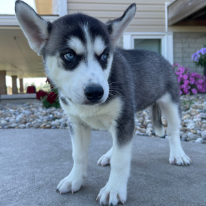Siberian Husky Puppy Betsy