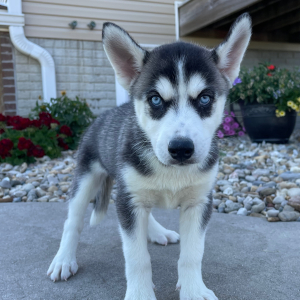 Siberian Husky Puppy Betsy
