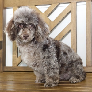 Poodle Puppy Ryan