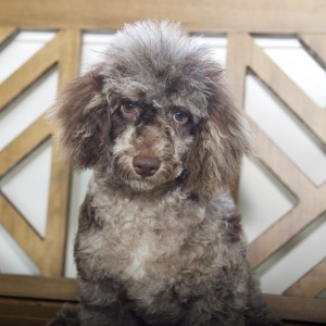 Poodle Puppy Ryan