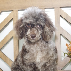 Poodle Puppy Ryan