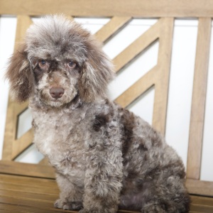 Poodle Puppy Ryan