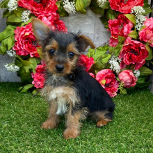 Yorkshire Terrier Puppy Malcolm