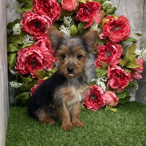 Yorkshire Terrier Puppy Malcolm