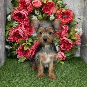Yorkshire Terrier Puppy Malcolm