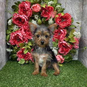 Yorkshire Terrier Puppy Malcolm