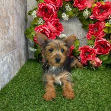Yorkshire Terrier Puppy Malcolm