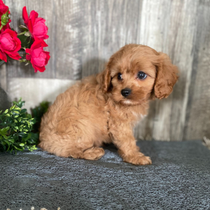 Cavapoo Puppy Sean