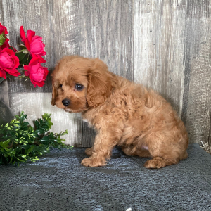 Cavapoo Puppy Sean