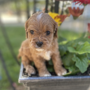 Cavapoo Puppy Sheldone