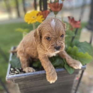 Cavapoo Puppy Sheldone