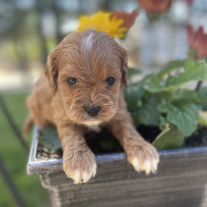 Cavapoo Puppy Sheldone