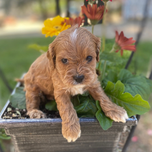 Cavapoo Puppy Sheldone