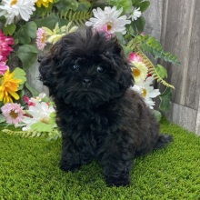 Shihpoo Puppy Taya