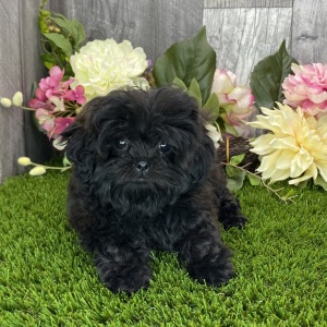 Shihpoo Puppy Taya