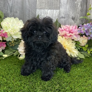 Shihpoo Puppy Taya