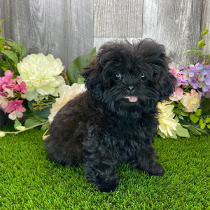 Shihpoo Puppy Taya