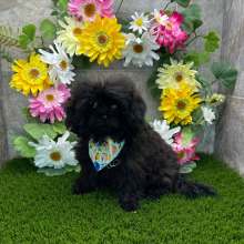 Shihpoo Puppy Taya