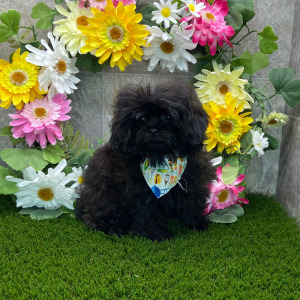 Shihpoo Puppy Taya