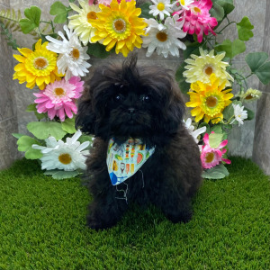 Shihpoo Puppy Taya