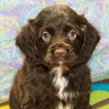 Cocker Spaniel Puppy Seven