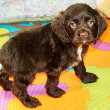 Cocker Spaniel Puppy Seven