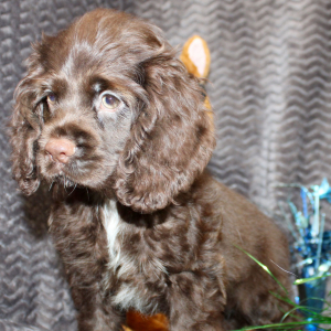 Cocker Spaniel Puppy Seven