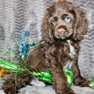 Cocker Spaniel Puppy Seven