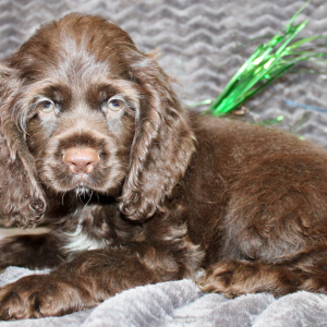 Cocker Spaniel Puppy Seven
