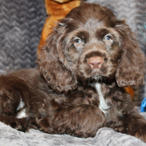 Cocker Spaniel Puppy Seven