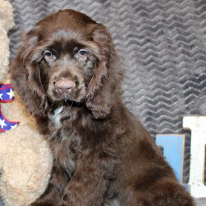 Cocker Spaniel Puppy Seven