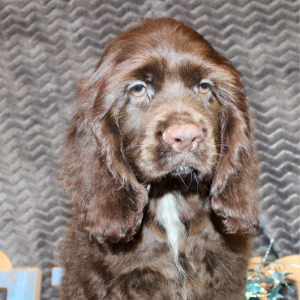 Cocker Spaniel Puppy Seven