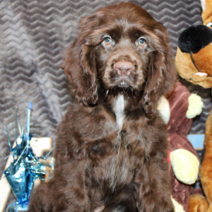 Cocker Spaniel Puppy Seven